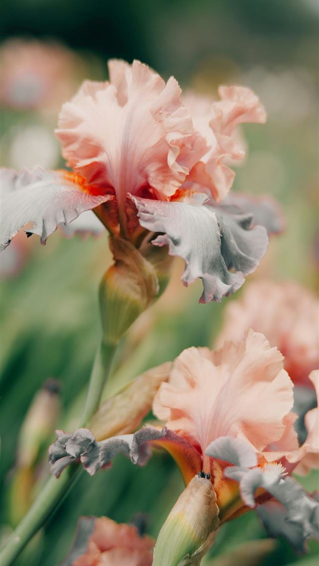 1290x2796 Beautiful delicate iris flowers blooming in the ga... -  iPhone Wallpaper