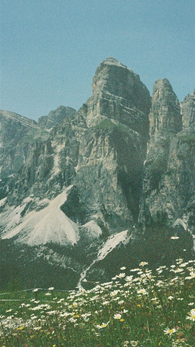 1290x2796 a field of wildflowers with a mountain in the back... -  iPhone Wallpaper