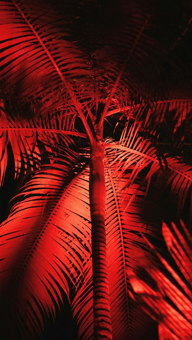 1290x2796 Palm tree illuminated with red light at night -  iPhone Wallpaper