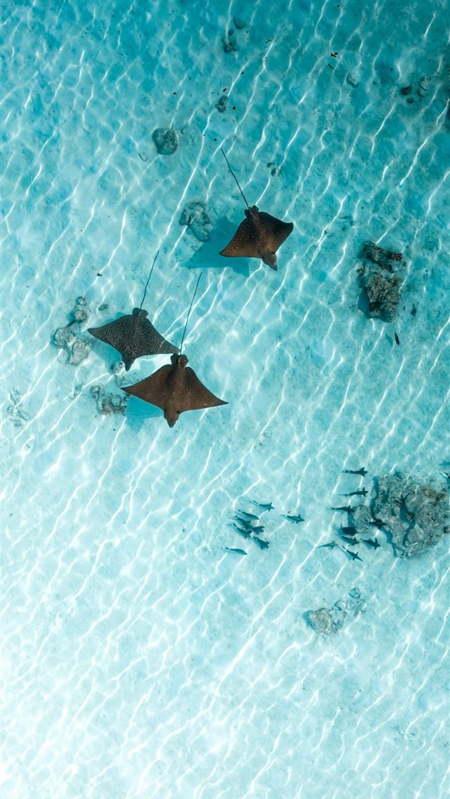 1290x2796 Three stingrays swim in clear shallow ocean water -  iPhone Wallpaper