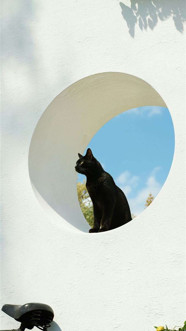 1290x2796 Black cat sits in circular window on sunny day -  iPhone Wallpaper