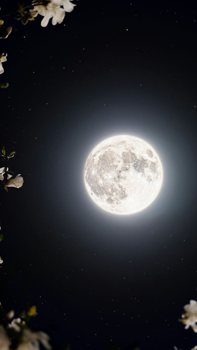 1290x2796 Full moon and stars framed by white blossoms at ni... -  iPhone Wallpaper