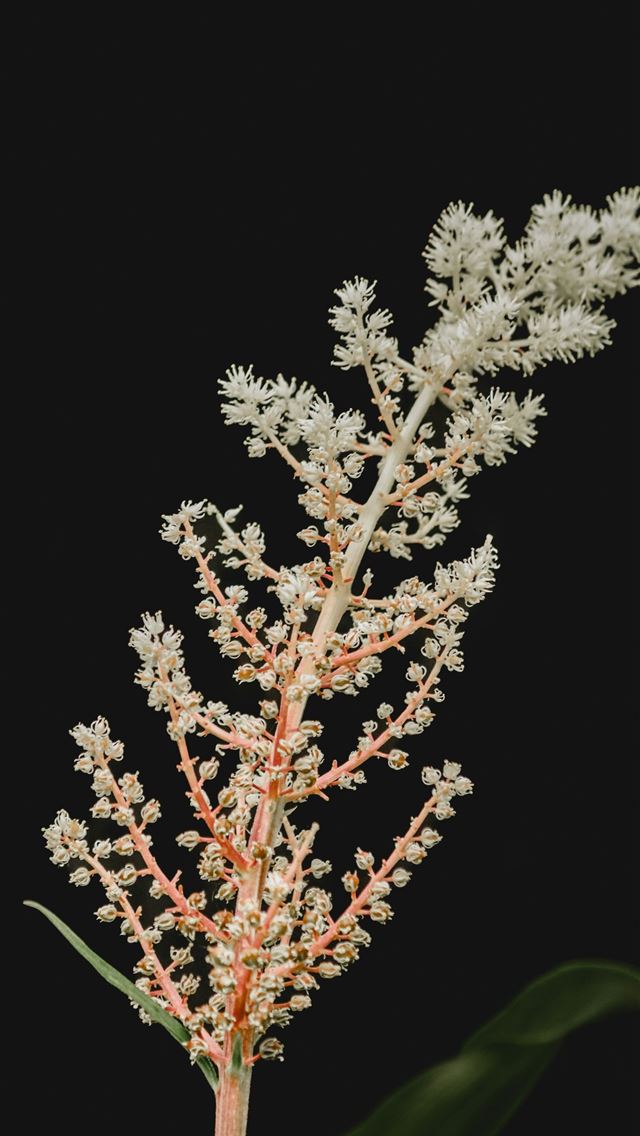 1290x2796 a close up of a plant with white flowers - flower iPhone Wallpaper