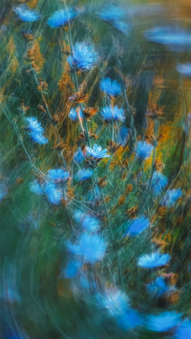 1290x2796 Blue chicory flowers in a field with a swirling mo... - abstract iPhone Wallpaper