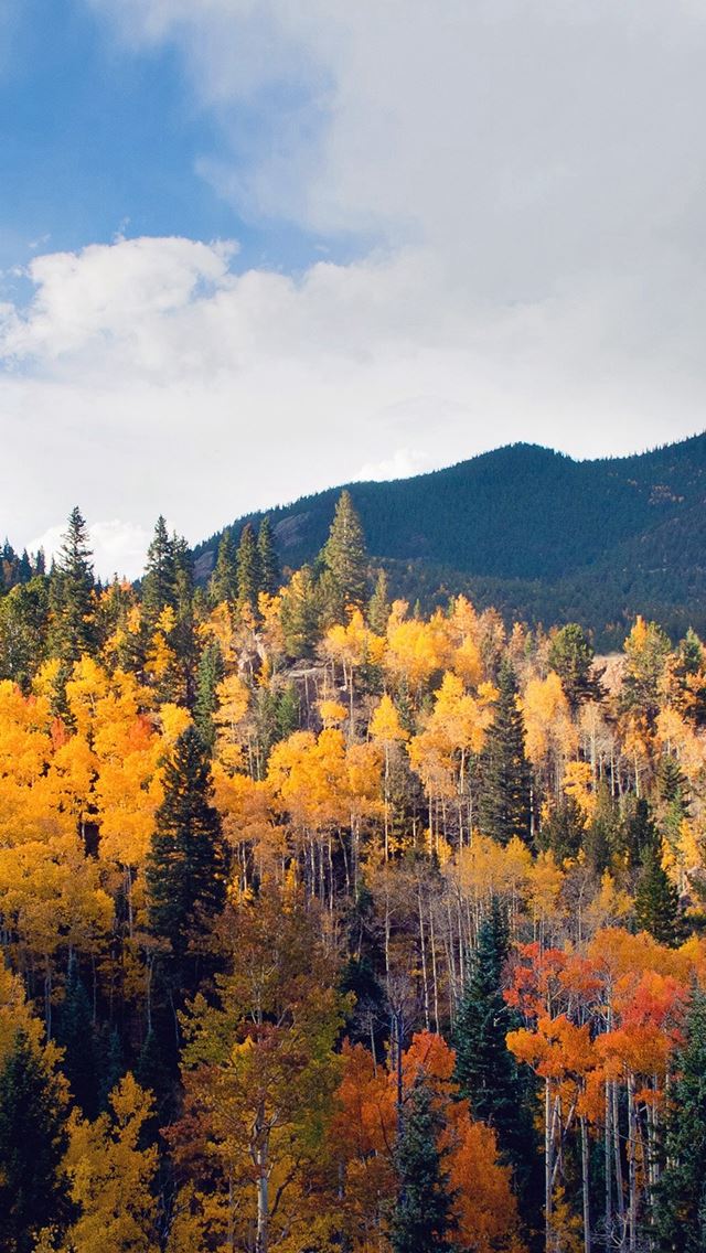 52 Wallpapers In woods Wallpapers For iPhone