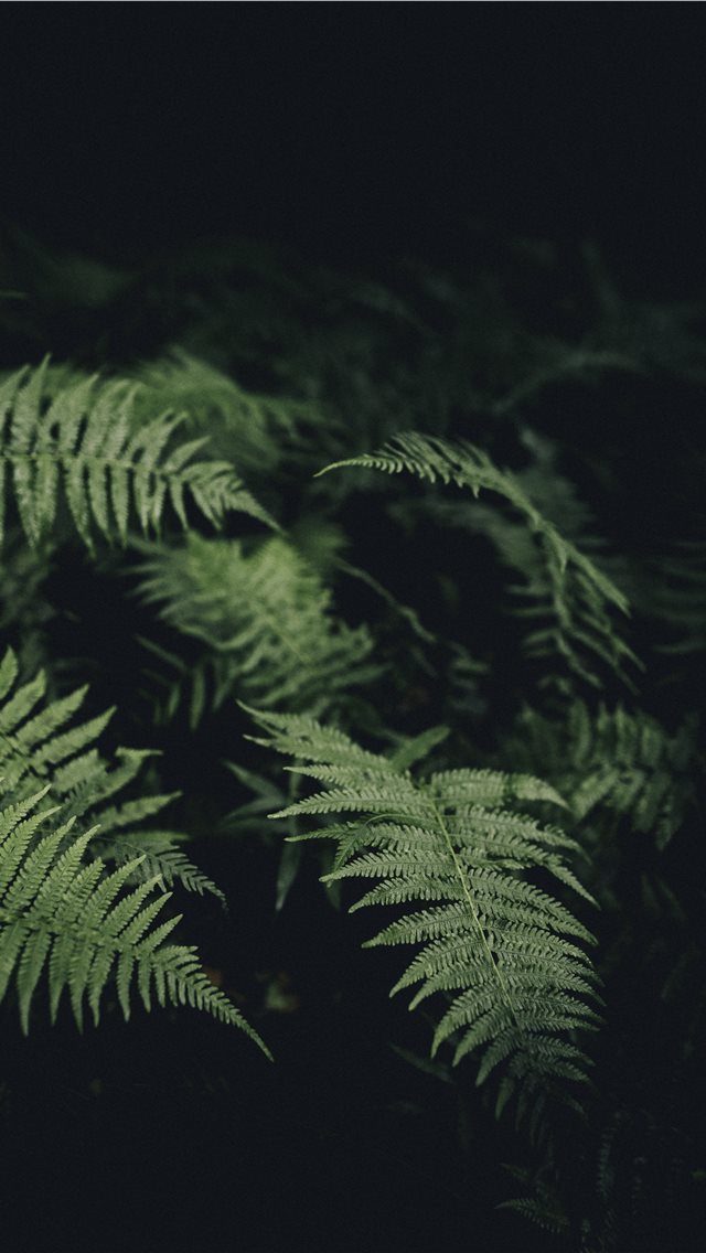 14 Wallpapers In fern Wallpapers For iPhone