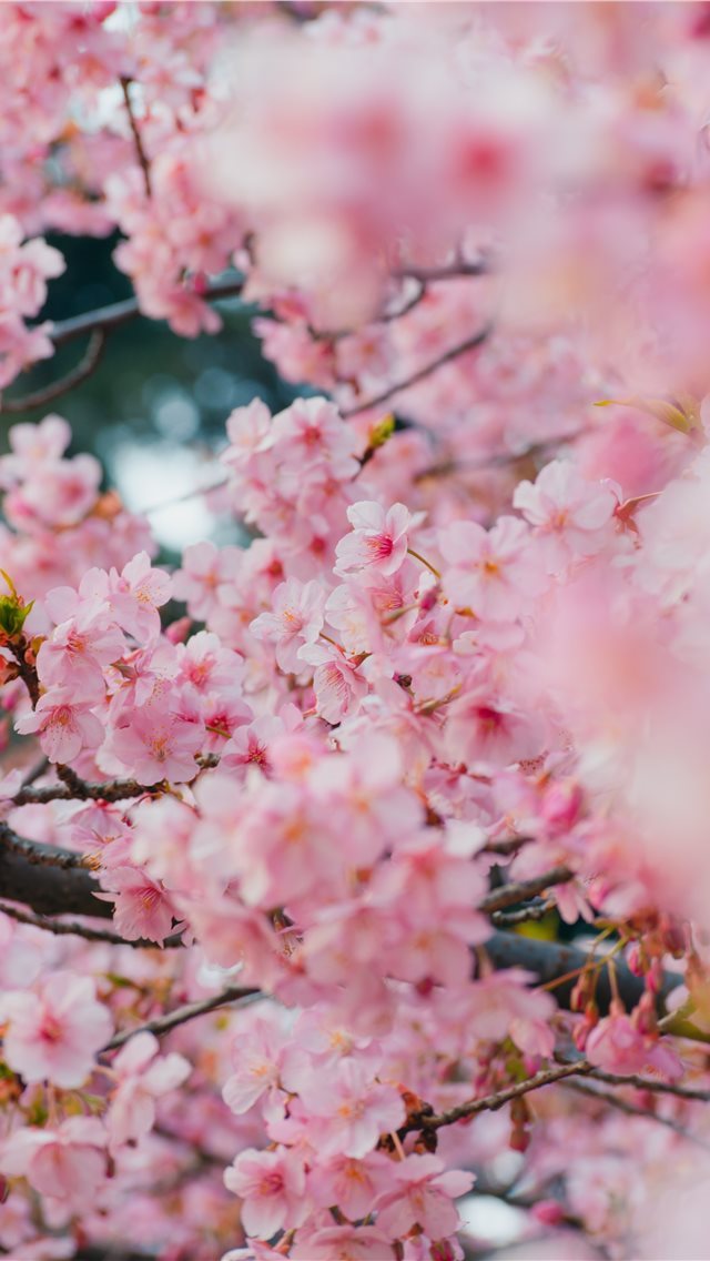 17 Wallpapers In Sakura Wallpapers For iPhone