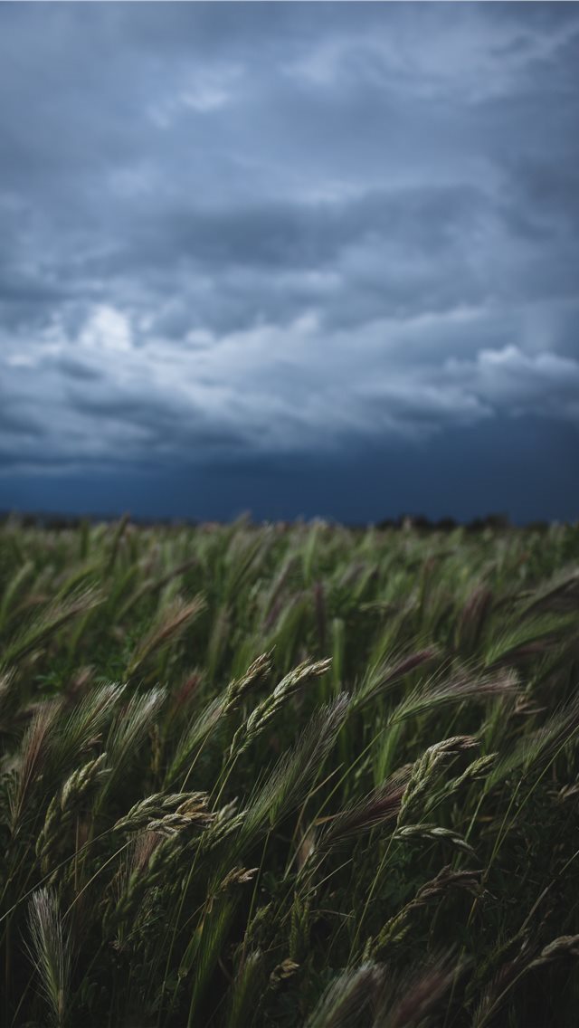 13 Wallpapers In vegetable Wallpapers For iPhone