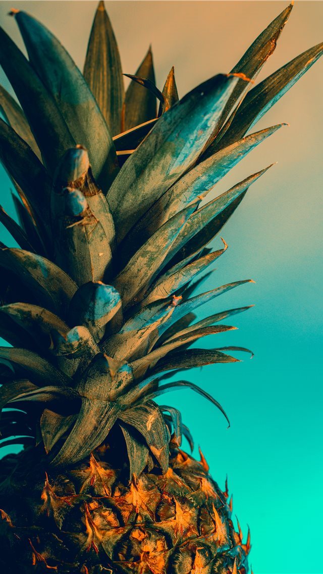 Best Tropical Iphone Hd Wallpapers Ilikewallpaper