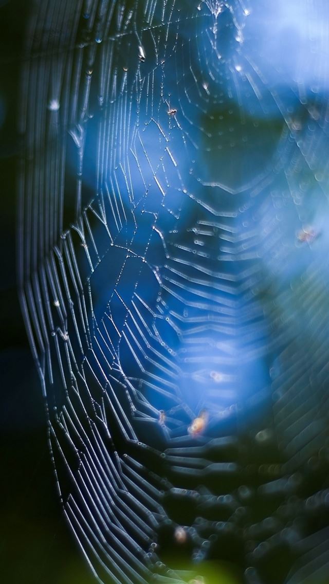 640x1136 Spider Web bokeh - spider iPhone Wallpaper