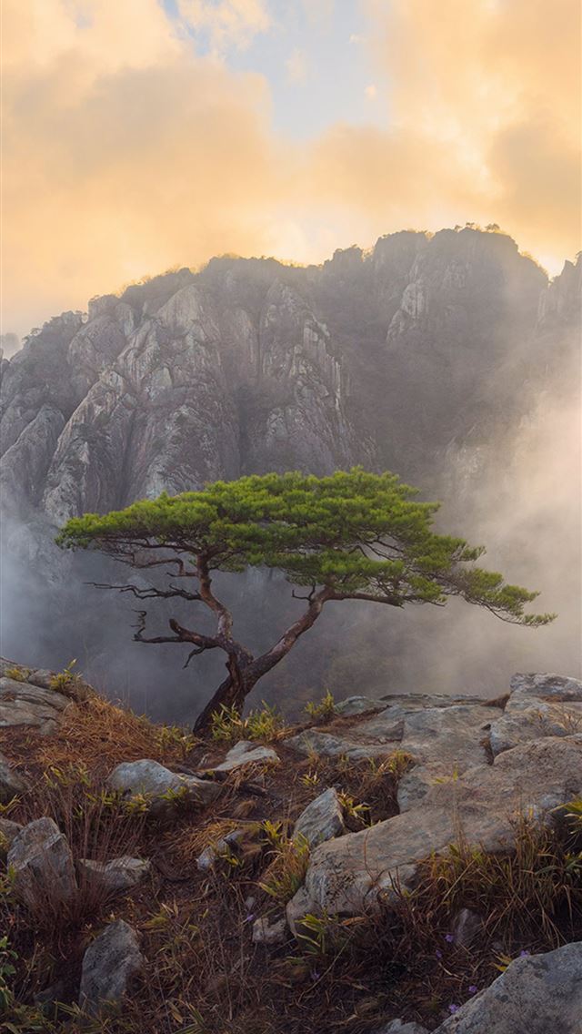 640x1136 daedunsan south korea - trees iPhone Wallpaper