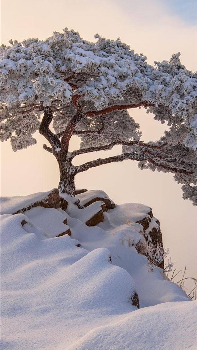 640x1136 south korea december winter - winter iPhone Wallpaper