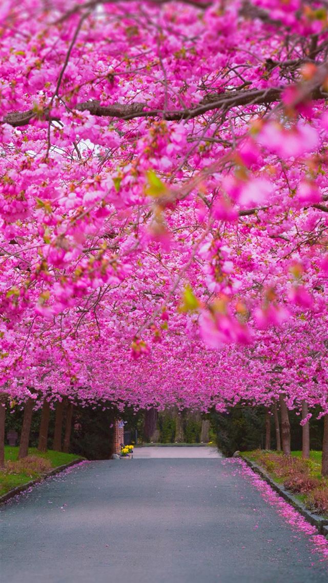 640x1136 cherry blossom park - blossom iPhone Wallpaper
