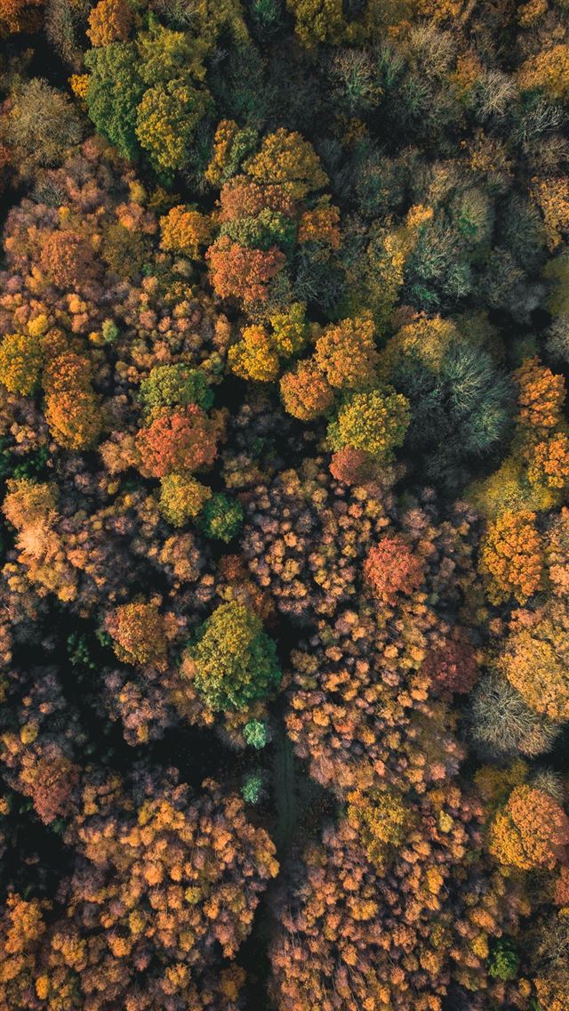 640x1136 green and brown coral - food iPhone Wallpaper