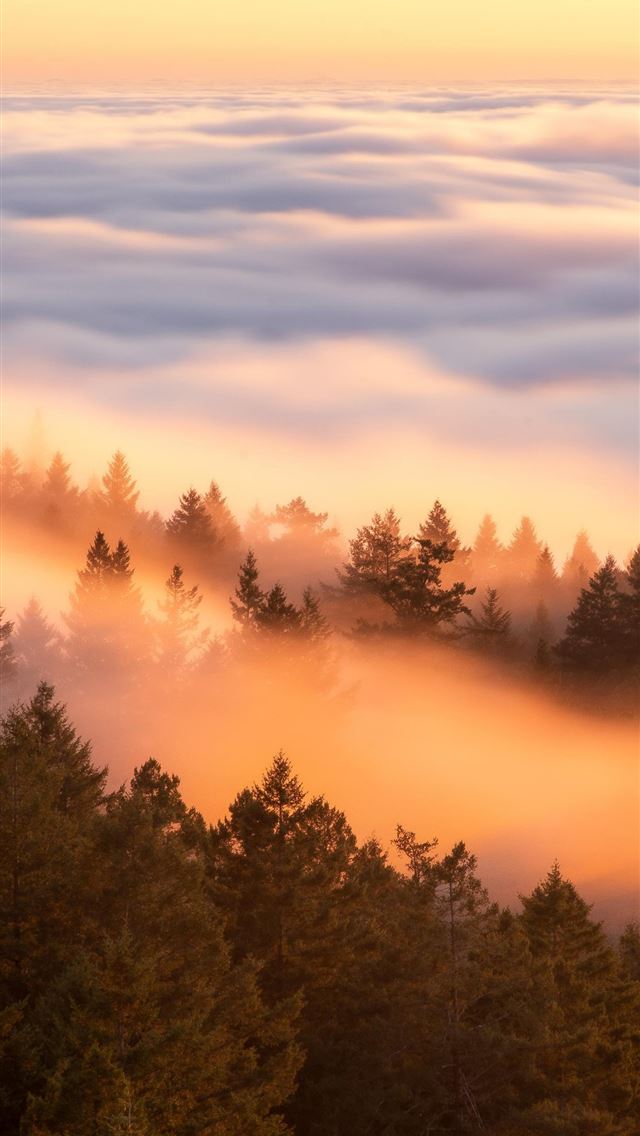 640x1136 crazy fog flow at sunset - fog iPhone Wallpaper