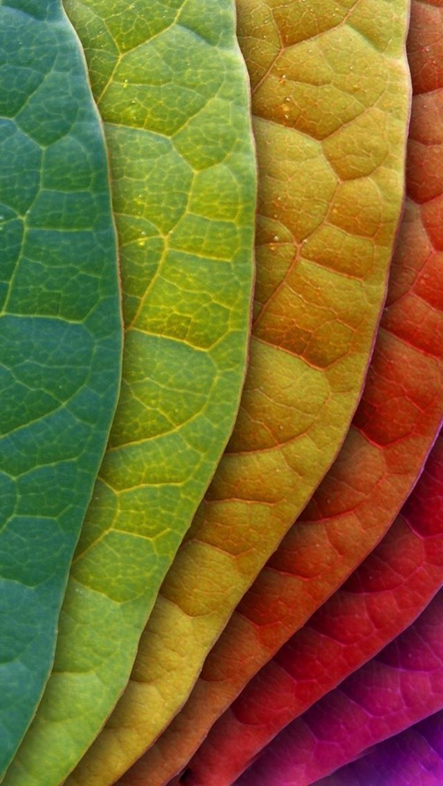 640x1136 Colorful Leaves - leaves iPhone Wallpaper
