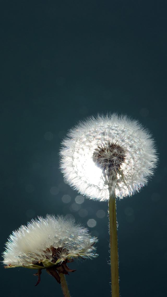 640x1136 Dandelions Close up - dandelions iPhone Wallpaper