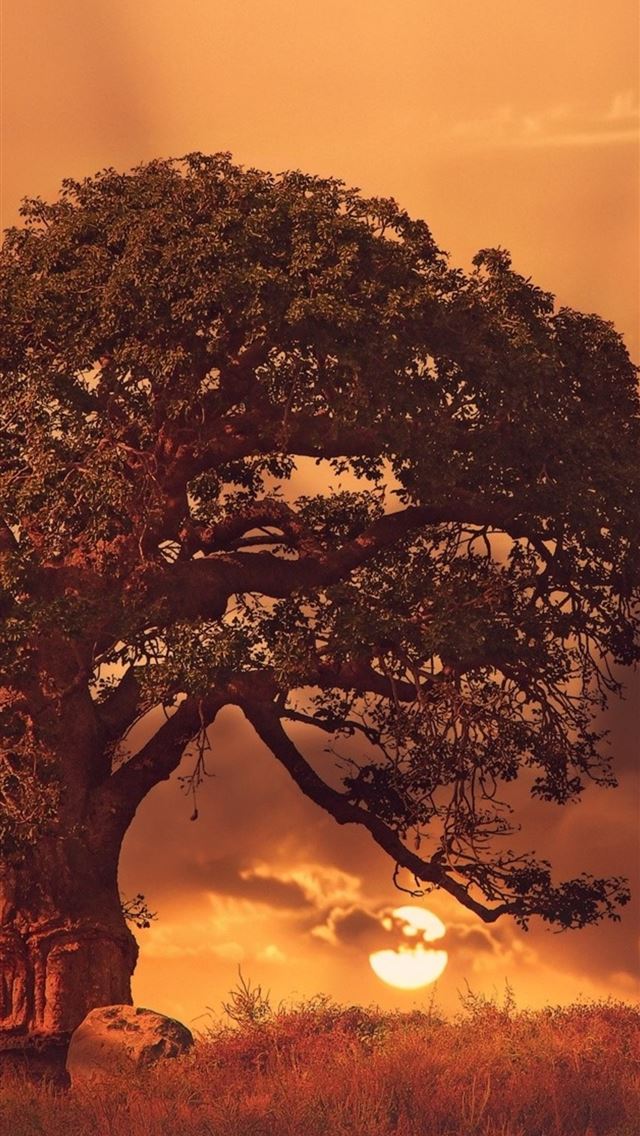 640x1136 baobab tree sybset - trees iPhone Wallpaper