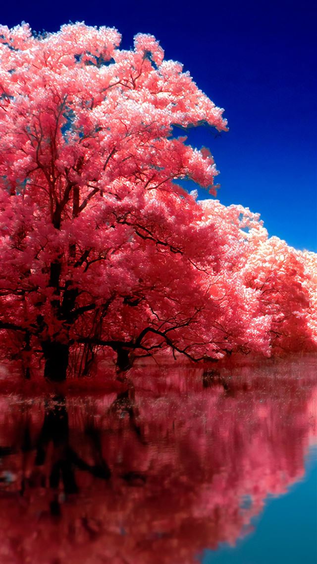 640x1136 autumn reflection trees - reflection iPhone Wallpaper