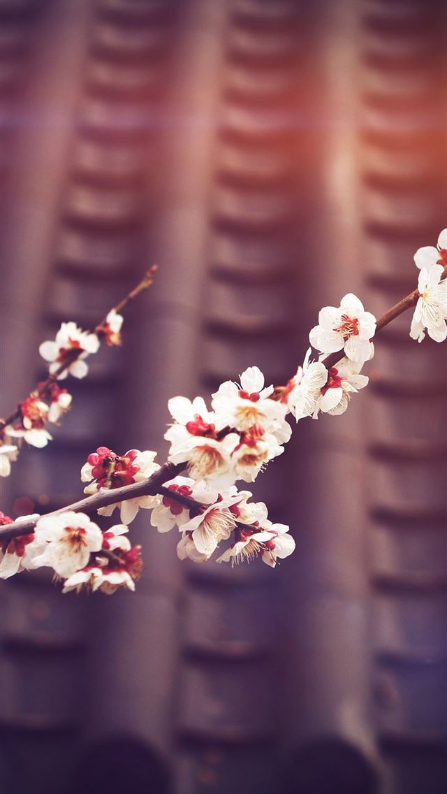 640x1136 trees branches with flowers - trees iPhone Wallpaper