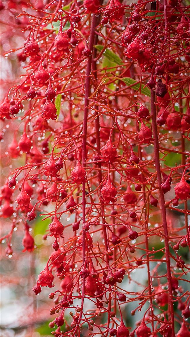 640x1136 blossom bokeh garden - blossom iPhone Wallpaper