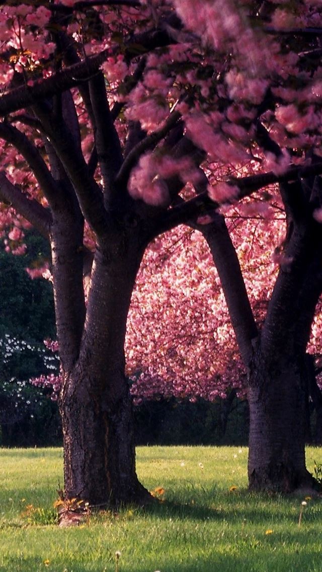 640x1136 dandelion flowers spring - trees iPhone Wallpaper