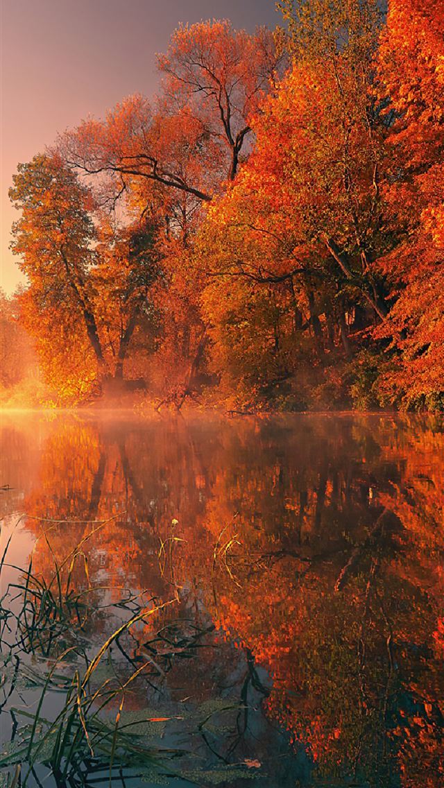 640x1136 trees fall reflection autumn 4k - trees iPhone Wallpaper