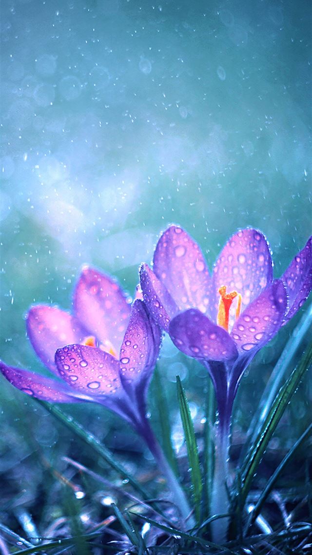 640x1136 magical flower morning - photography iPhone Wallpaper