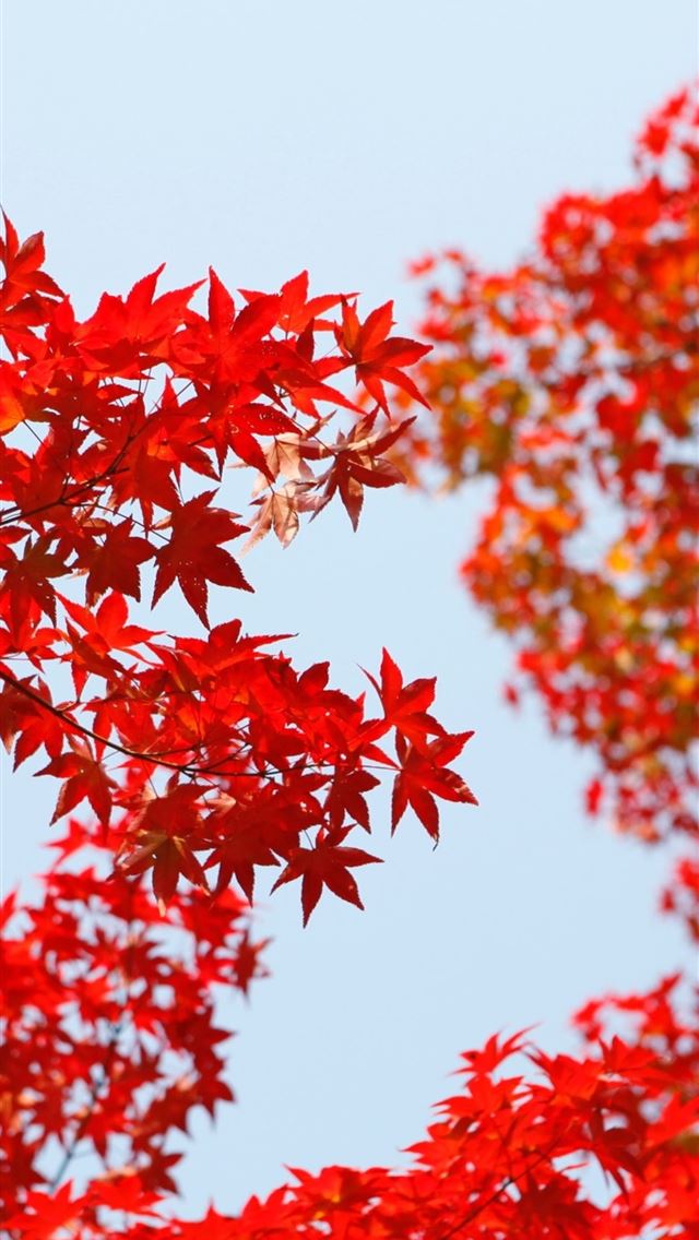 640x1136 autumn red leaf orange - autumn iPhone Wallpaper