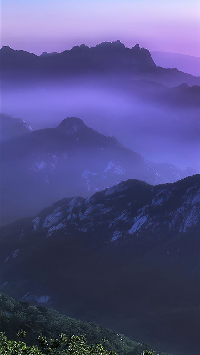 640x1136 forest mist trees 4k - trees iPhone Wallpaper