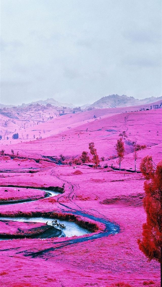 640x1136 pink field democratic republic of the congo - pink iPhone Wallpaper