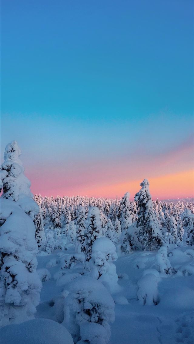 640x1136 trees covered with snow view - trees iPhone Wallpaper