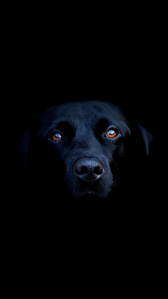 640x1136 Black Dog -  iPhone Wallpaper
