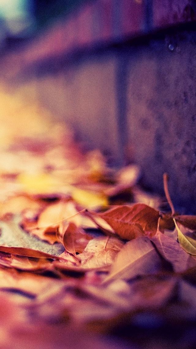640x1136 Leaves On The Street - leaves iPhone Wallpaper