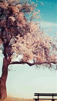 winter tree bench 4k wallpaper