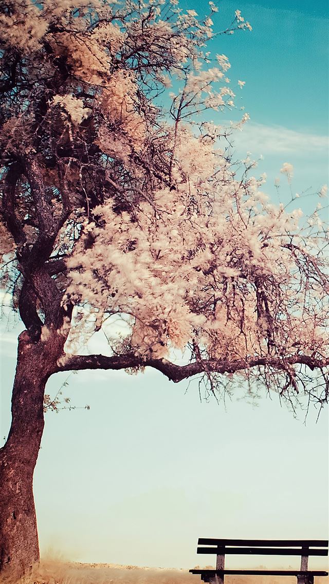 640x1136 winter tree bench 4k - winter iPhone Wallpaper