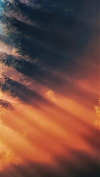 forest sunbeam fog wallpaper