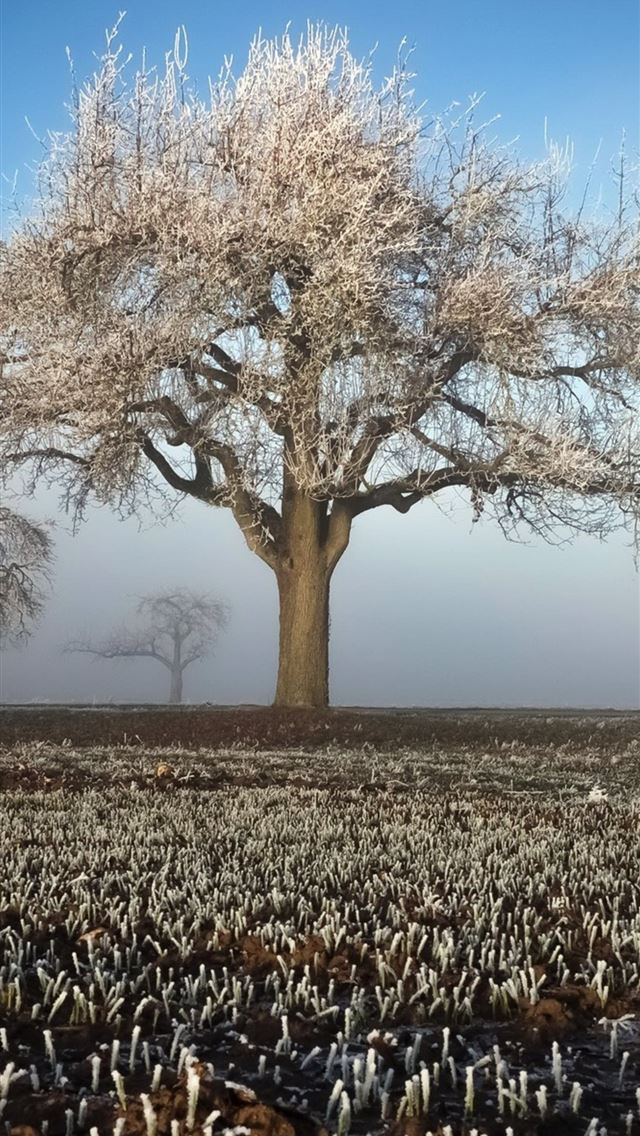 640x1136 winter field landscape trees - trees iPhone Wallpaper