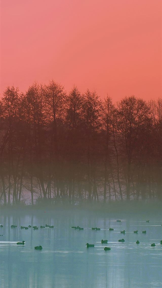 640x1136 fog lake duck evening 4k - lake iPhone Wallpaper