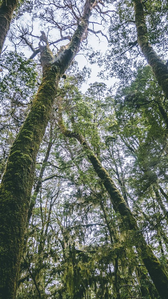 640x1136 low angle photography of mossy trees - trees iPhone Wallpaper