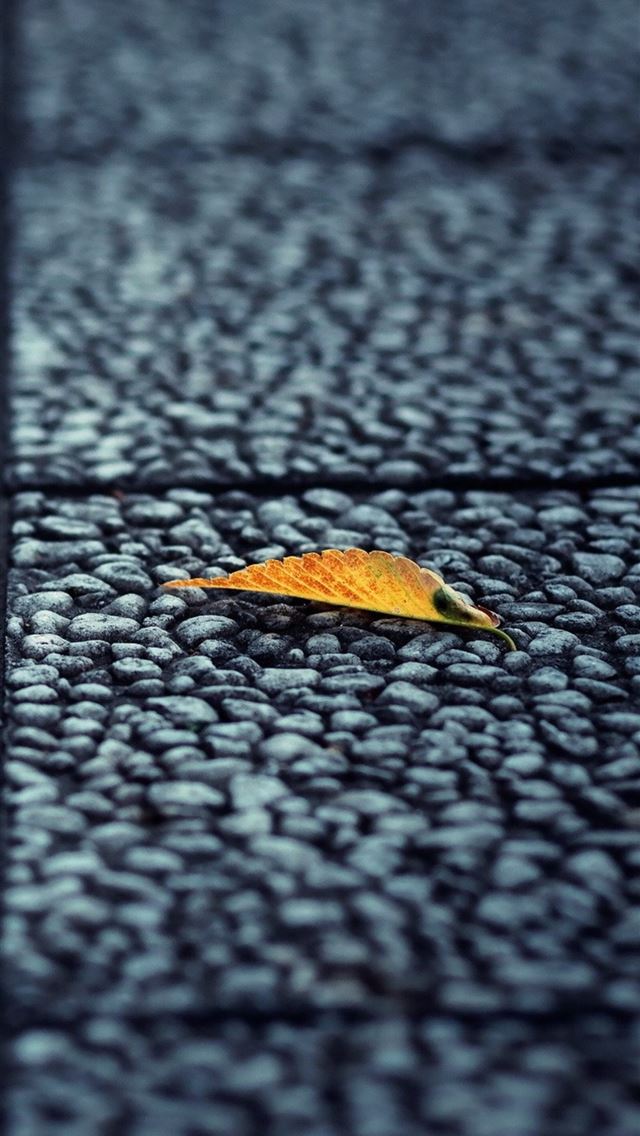 640x1136 fallen leaf autumn - autumn iPhone Wallpaper