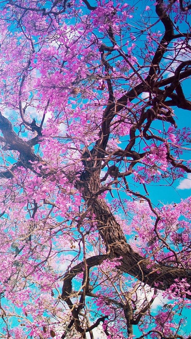 640x1136 cherry blossom tree - trees iPhone Wallpaper
