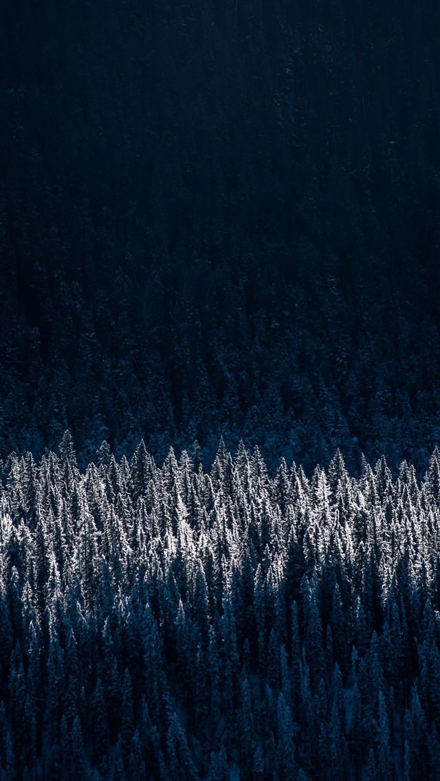 evergreen pine shadow pine trees iPhone wallpaper 