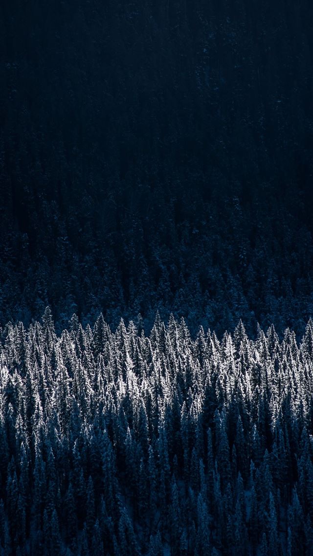 640x1136 evergreen pine shadow pine trees - pine iPhone Wallpaper