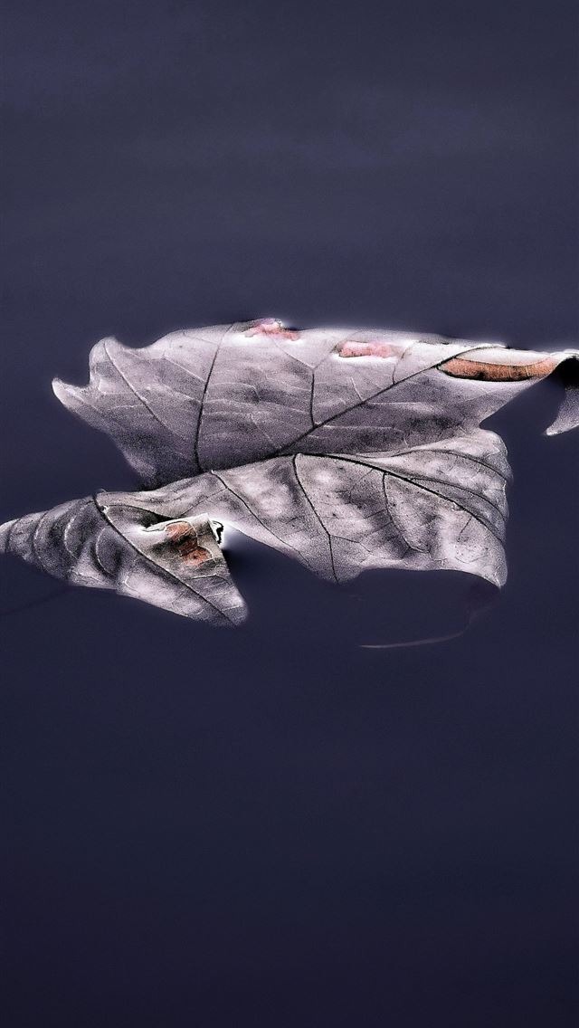 640x1136 floating leaf 5k - floating iPhone Wallpaper