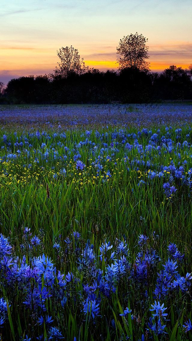 640x1136 Blue flowers - flowers iPhone Wallpaper