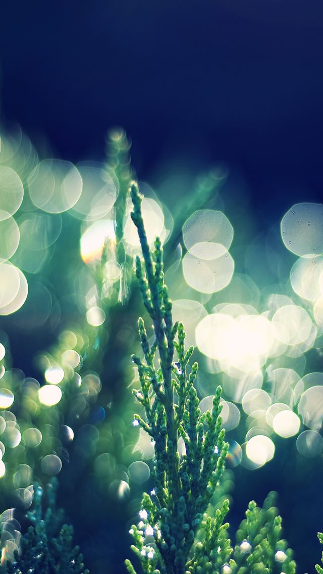 640x1136 Thuja Occidentalis bokeh - bokeh iPhone Wallpaper