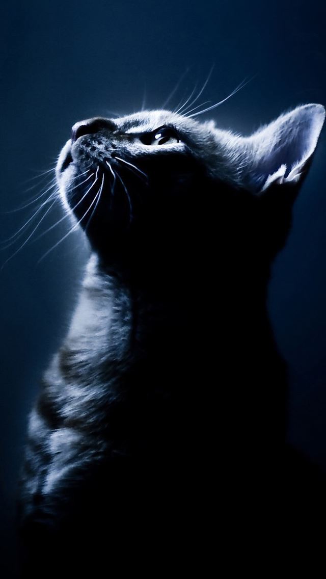 Pretty Cat iPhone, Kawaii Black Cat HD phone wallpaper | Pxfuel