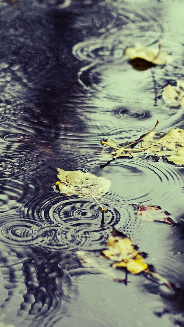 640x1136 Water And Yellow Leaves - leaves iPhone Wallpaper