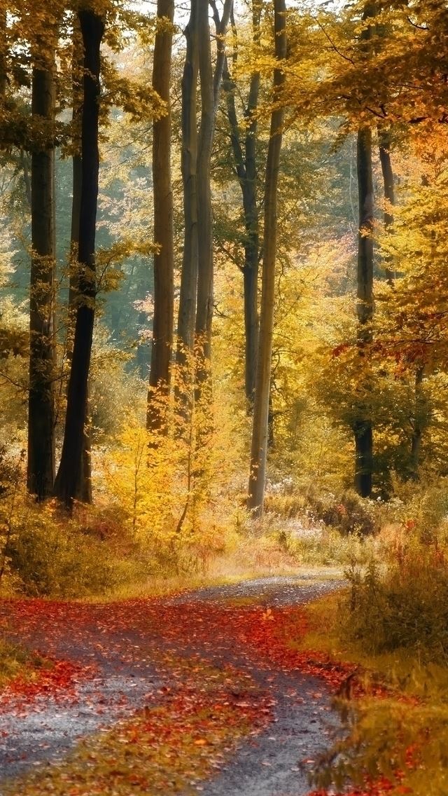 640x1136 November Rain - branch iPhone Wallpaper